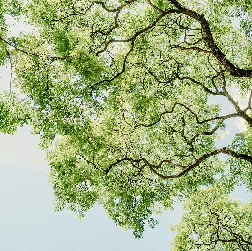 Counselling symbol tree - growth, stability and personal development