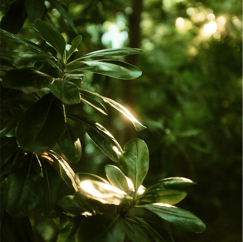 green leaves